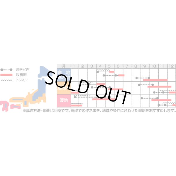 画像2: 送料無料 [大根] はつかだいこん 雪小町 20ml (株)サカタのタネ (2)