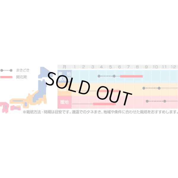 画像2: 送料無料　花の種　矢車菊　平山寒咲き八重混合　約67粒　(株)サカタのタネ　実咲200（026366） (2)