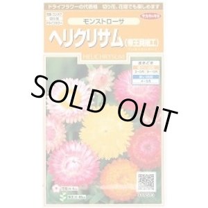 画像: 送料無料　花の種　ヘリクリサム　帝王貝細工　モンストローサ　約215粒　　(株)サカタのタネ　実咲200（026355）