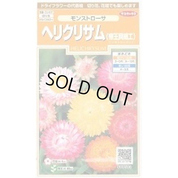 画像1: 送料無料　花の種　ヘリクリサム　帝王貝細工　モンストローサ　約215粒　　(株)サカタのタネ　実咲200（026355） (1)