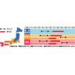 画像2: 花の種 　ヘリクリサム　帝王貝細工　モンストローサ　約215粒　サカタのタネ（株）実咲200 (2)