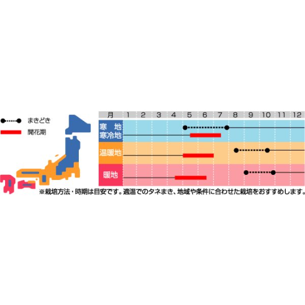 画像2: 送料無料　花の種　美女なでしこ　切り花用混合　約175粒　(株)サカタのタネ　実咲200（026342） (2)