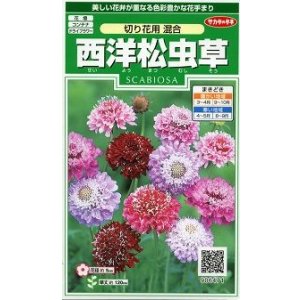 画像: 花の種 西洋松虫草 切り花用混合 約43粒 (株)サカタのタネ 実咲250(026251)