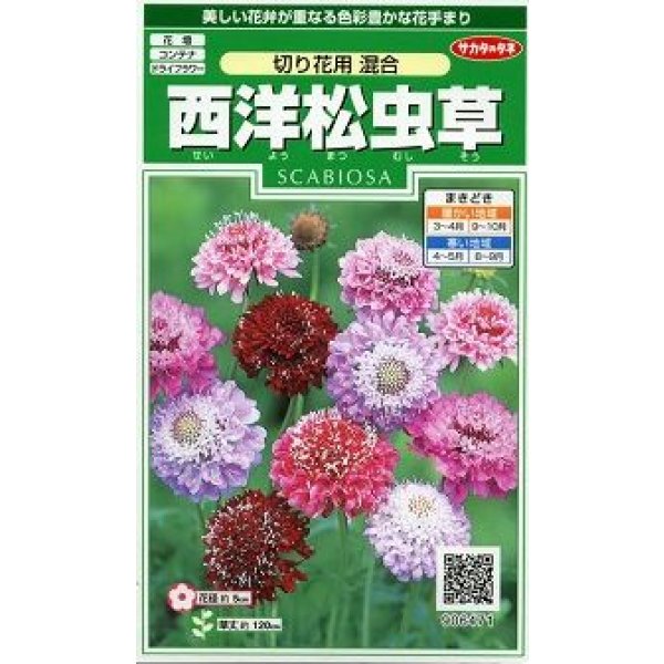 画像1: 花の種 西洋松虫草 切り花用混合 約43粒 (株)サカタのタネ 実咲250(026251) (1)