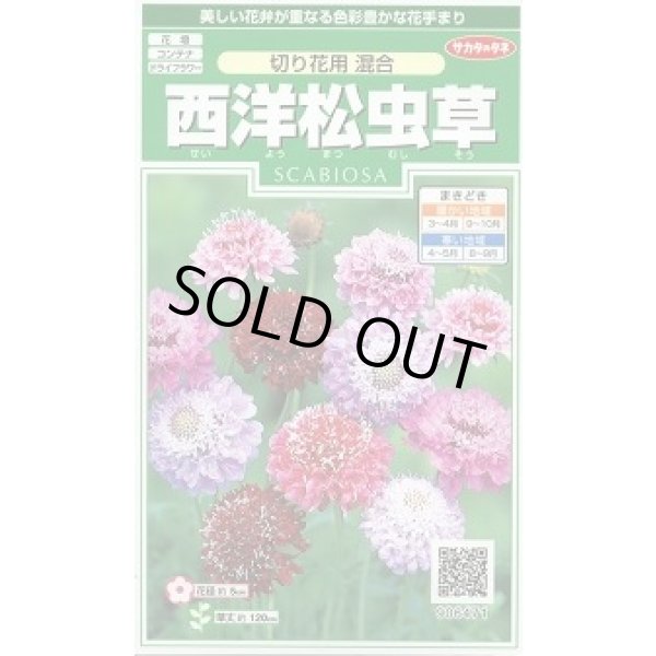 画像1: 送料無料　花の種　西洋松虫草　切り花用混合　約43粒　(株)サカタのタネ　実咲250（026251） (1)