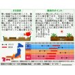 画像2: 花の種　西洋松虫草　切り花用混合　約43粒　サカタのタネ（株）実咲250 (2)