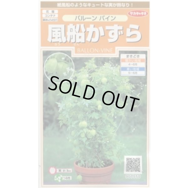 画像1: 花の種 風船かずら (株)サカタのタネ 実咲200（026350） (1)