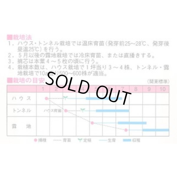 画像2: [瓜類] 白はぐら瓜 100粒 渡辺農事(株) (2)