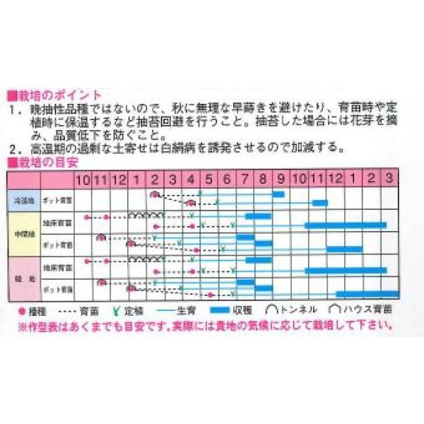 画像2: [ねぎ]　輝光　20ml　渡辺交配 (2)