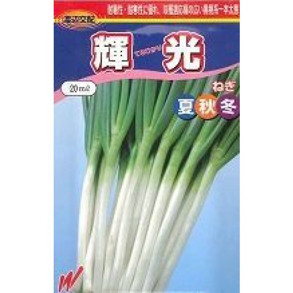画像1: 送料無料　[ねぎ]　輝光　20ml　渡辺農事（株） (1)