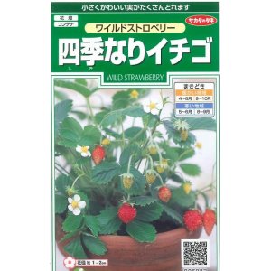 画像: 花の種　ワイルドストロベリー　（四季なりイチゴ）　約143粒　サカタのタネ（株）実咲250