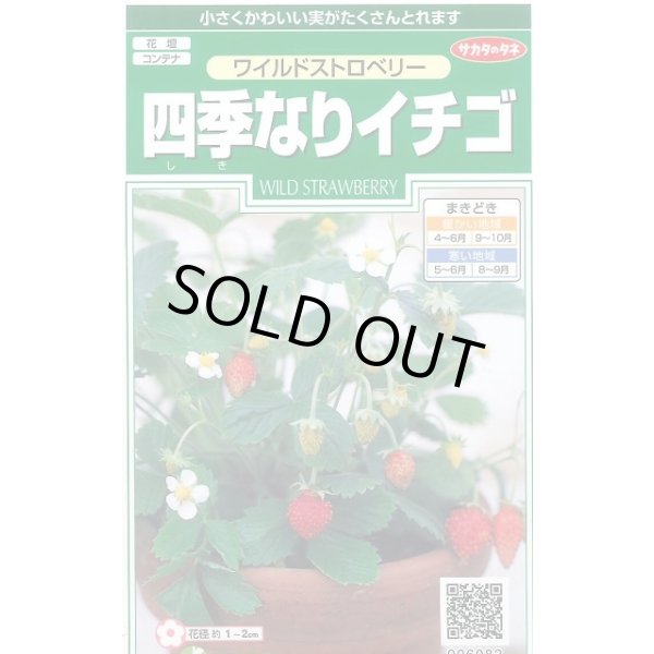 画像1: 花の種 ワイルドストロベリー (四季なりイチゴ) 約143粒 (株)サカタのタネ 実咲250(026217) (1)