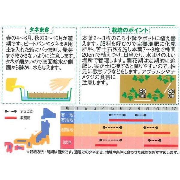 画像2: 花の種　ワイルドストロベリー　（四季なりイチゴ）　約143粒　サカタのタネ（株）実咲250 (2)