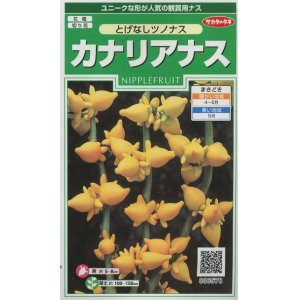 画像: 花の種　カナリアナス　（とげなしつのなす）　約39粒　サカタのタネ（株）実咲250