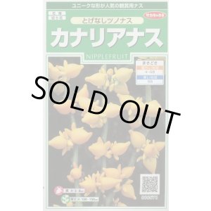 画像: 送料無料　花の種　カナリアナス　(とげなしつのなす)　約39粒　(株)サカタのタネ　実咲250（026258）