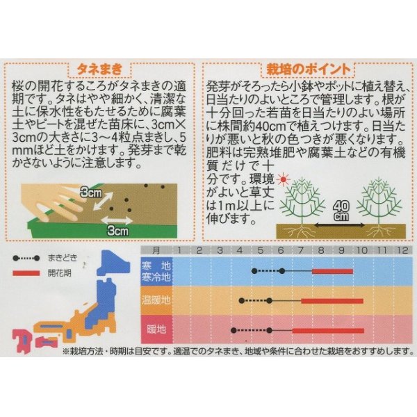 画像2: 花の種　コキア（ほうき草）　グリーン  約40粒　　サカタのタネ（株）実咲200 (2)