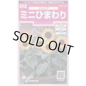 画像: 送料無料　花の種　ミニひまわり　ジュニア　15粒　(株)サカタのタネ　実咲350（026150）