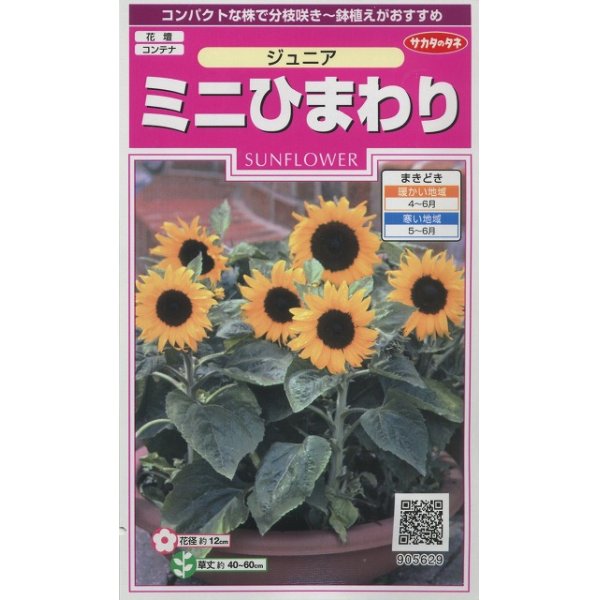 画像1: 花の種　ミニひまわり　ジュニア　15粒　サカタのタネ（株）実咲350 (1)