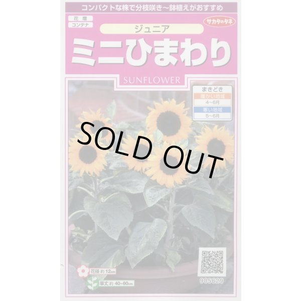 画像1: 送料無料　花の種　ミニひまわり　ジュニア　15粒　(株)サカタのタネ　実咲350（026150） (1)