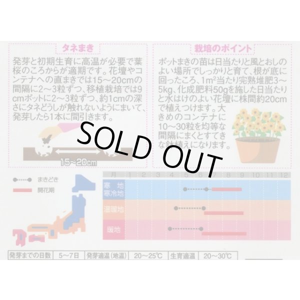 画像2: 送料無料　花の種　ミニひまわり　ジュニア　15粒　(株)サカタのタネ　実咲350（026150） (2)
