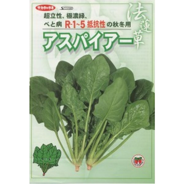 画像2: [ほうれんそう]　アグレッシブ　種子サイズ：M　　3万粒　（株）サカタのタネ (2)