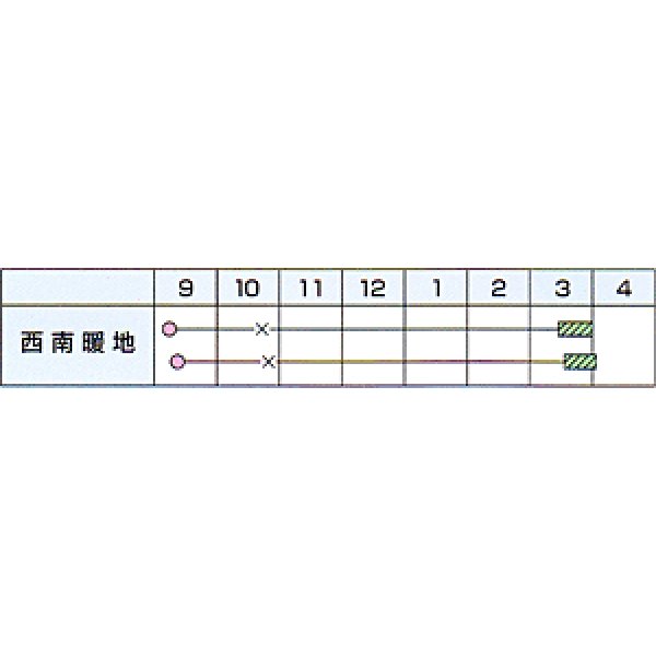 画像2: 送料無料　[たまねぎ]　超極早生　浜笑（PVP）　2dl　カネコ種苗（株） (2)