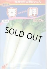 画像: 送料無料　[大根]　春岬　1000粒　渡辺交配