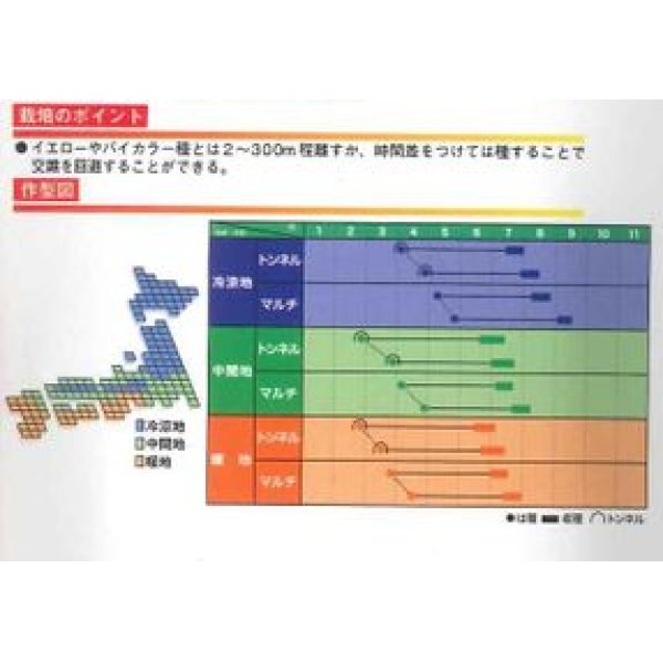 画像3: [とうもろこし]　ホワイトショコラ　2000粒　ヴィルモランみかど (3)