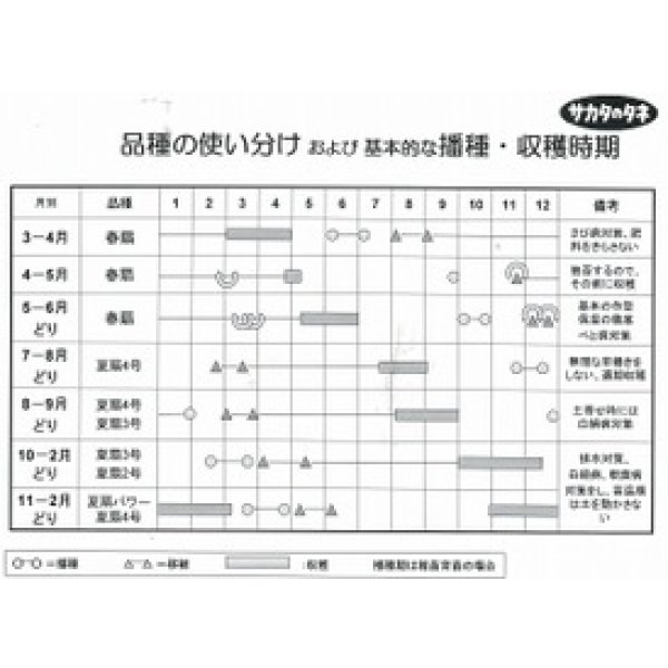 画像4: 送料無料 [ねぎ] 冬扇3号 20ml (裸種子) (株)サカタのタネ (4)