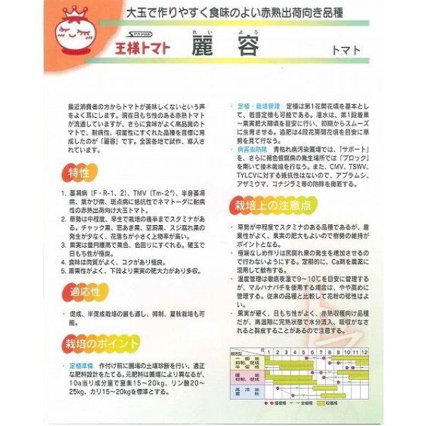 画像4: 送料無料 [トマト] 麗容 1000粒 (株)サカタのタネ (4)