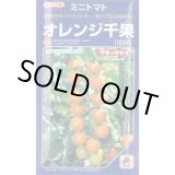 画像: 送料無料　[トマト/ミニトマト]　オレンジ千果　1000粒　タキイ種苗(株)