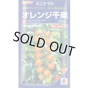 画像: 送料無料　[トマト/ミニトマト]　オレンジ千果　1000粒　タキイ種苗(株)