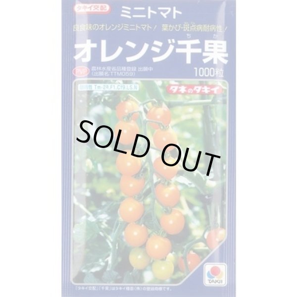 画像1: 送料無料　[トマト/ミニトマト]　オレンジ千果 　1000粒　タキイ種苗(株) (1)