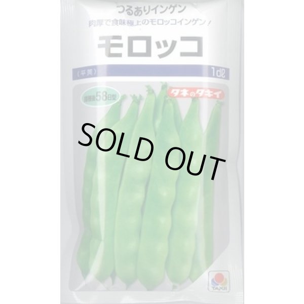 画像1: 送料無料 [いんげん] モロッコ 1dl タキイ種苗(株) (1)