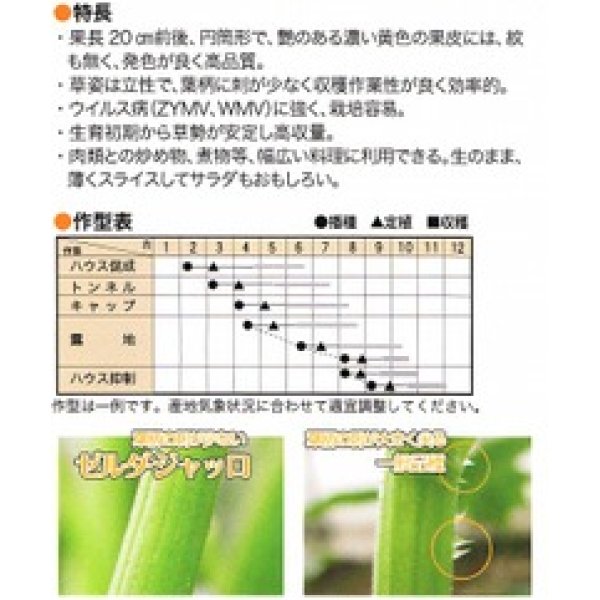 画像3: [ズッキーニ]　ゼルダ・ジャッロ　100粒　トキタ種苗（株） (3)