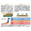 画像2: 花の種　宿根 かすみ草　八重咲き　約110粒　サカタのタネ（株）実咲200 (2)