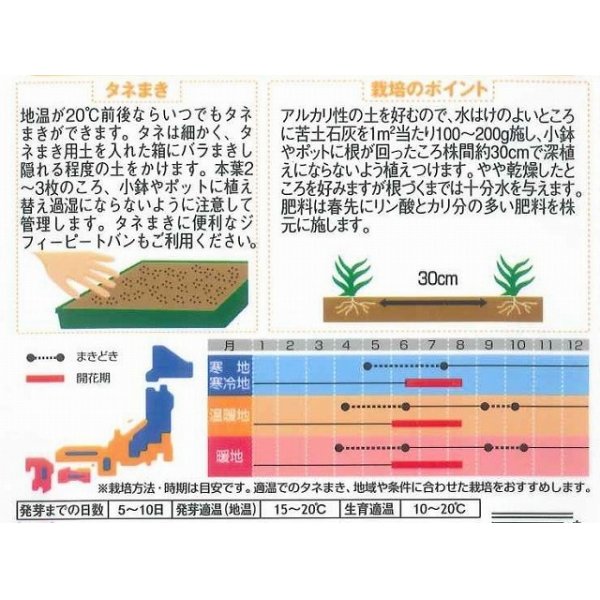 画像2: 花の種　宿根 かすみ草　八重咲き　約110粒　サカタのタネ（株）実咲200 (2)