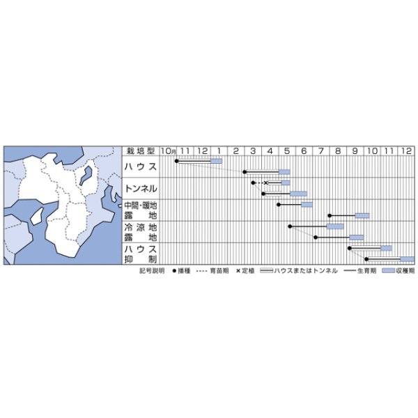 画像6: [いんげん]　恋みどり　1L　タキイ種苗(株) (6)