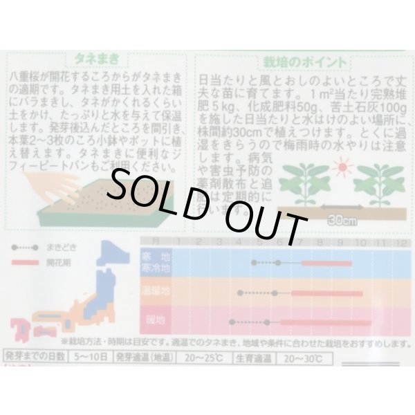 画像2: 送料無料　花の種　日々草　パレードミックス　約100粒　(株)サカタのタネ　実咲250（026265） (2)