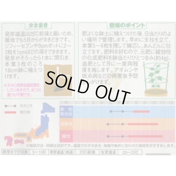 画像2: 送料無料　花の種　朝顔　暁の紅　約10粒　(株)サカタのタネ　実咲250（026193） (2)