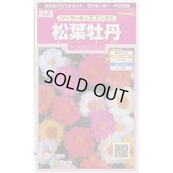 画像1: 送料無料　花の種　松葉牡丹　ソーラーキッズ　ミックス　約143粒　(株)サカタのタネ　実咲350（026164） (1)