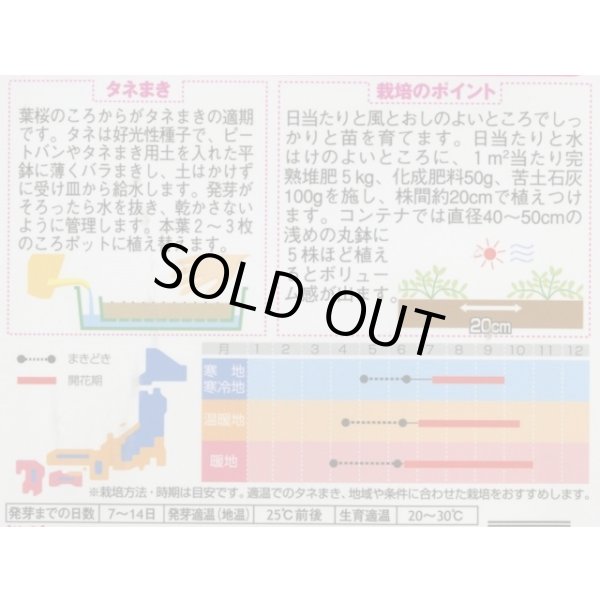 画像2: 送料無料　花の種　松葉牡丹　ソーラーキッズ　ミックス　約143粒　(株)サカタのタネ　実咲350（026164） (2)