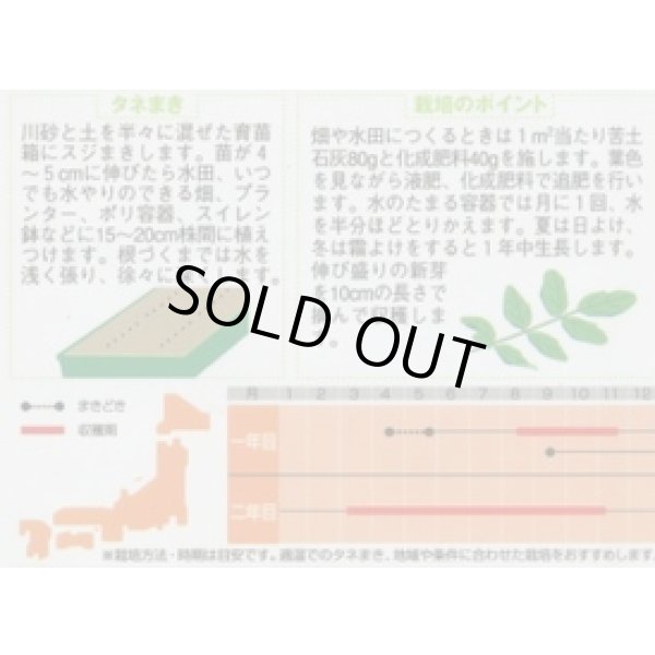 画像2: 送料無料　[ハーブの種]　クレソン　約1100粒　(株)サカタのタネ　実咲（003180） (2)