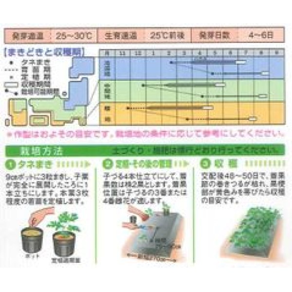 画像2: [スイカ]　大玉スイカ　紅まくら　200粒　タキイ種苗（株） (2)