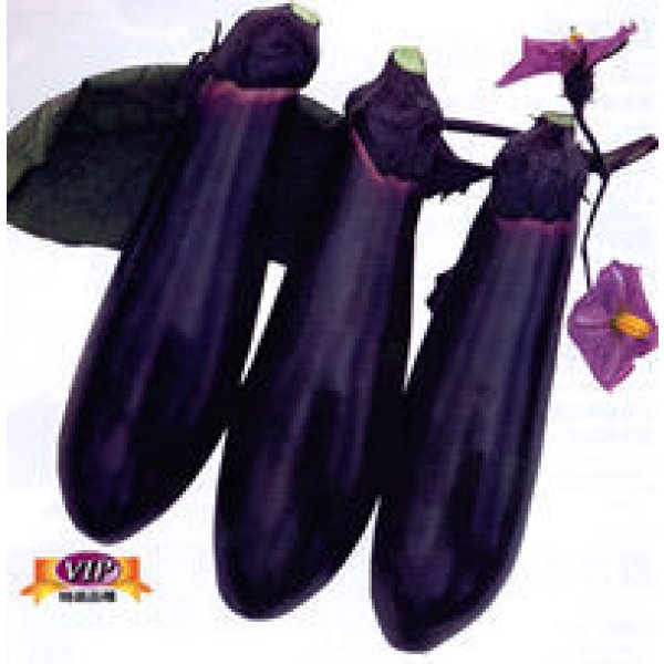 画像2: 送料無料　[なす]　大黒田茄子　70粒　カネコ種苗（株） (2)