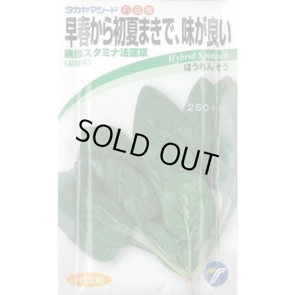 画像1: 送料無料　[ほうれんそう]　晩抽スタミナ　法蓮草　30ml　(株)タカヤマシード (1)