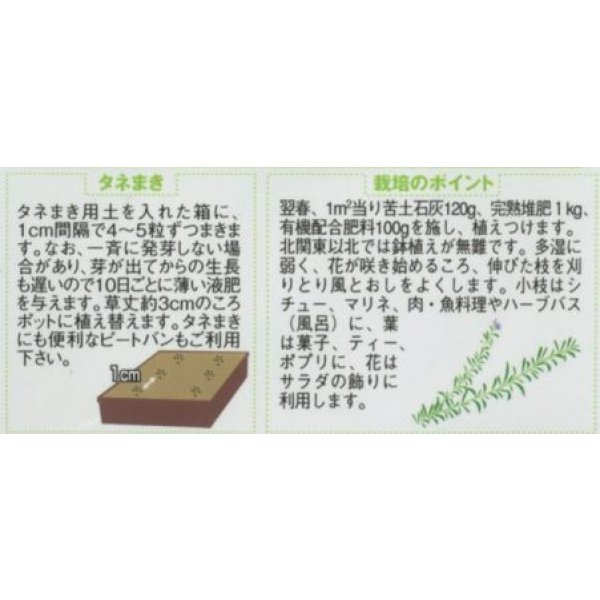 画像2: 送料無料　[ハーブの種]　ローズマリー　約65粒　(株)サカタのタネ　実咲（003194） (2)