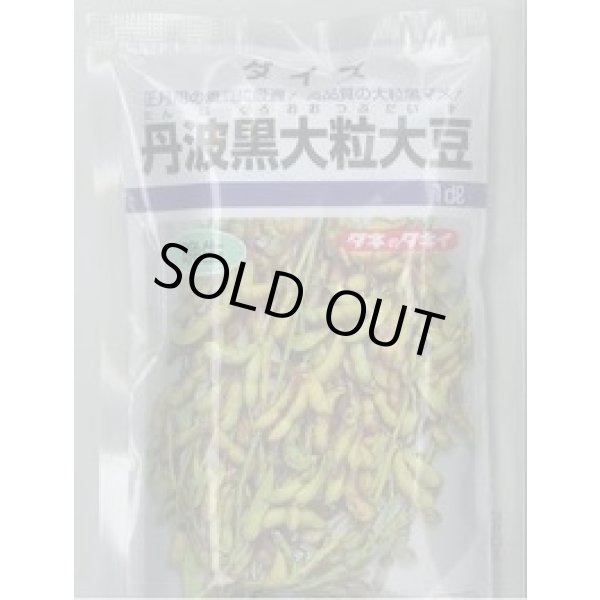 画像1: 送料無料 [枝豆] 丹波黒大粒大豆 1dl(およそ65粒) タキイ種苗 (1)