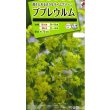 画像1: 送料無料　花の種　ブプレウルム　小袋　タキイ種苗(株)NL200 (1)