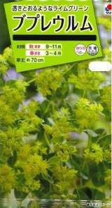 画像: 花の種 ブプレウルム 小袋 タキイ種苗(株)NL200
